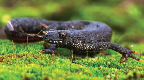 Saving An Endangered Species With A Small Fence 1 - Newt Fencing